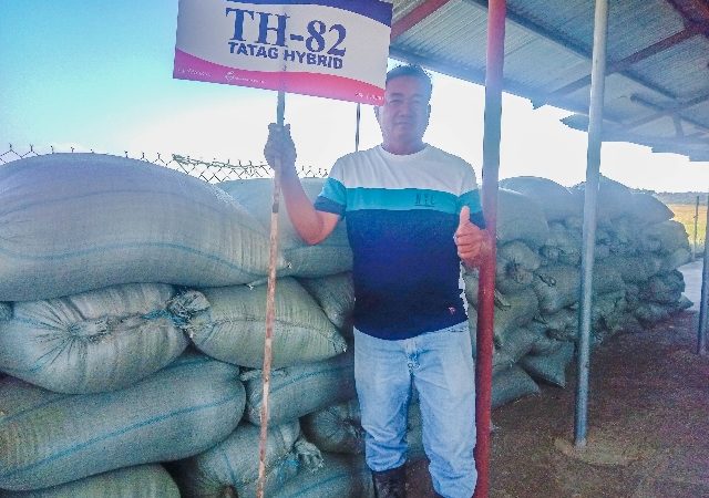 SeedWorks Philippines TH-82 Hybrid Rice Tops 15th NRTF