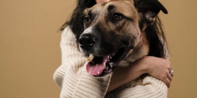 Pet Wellness